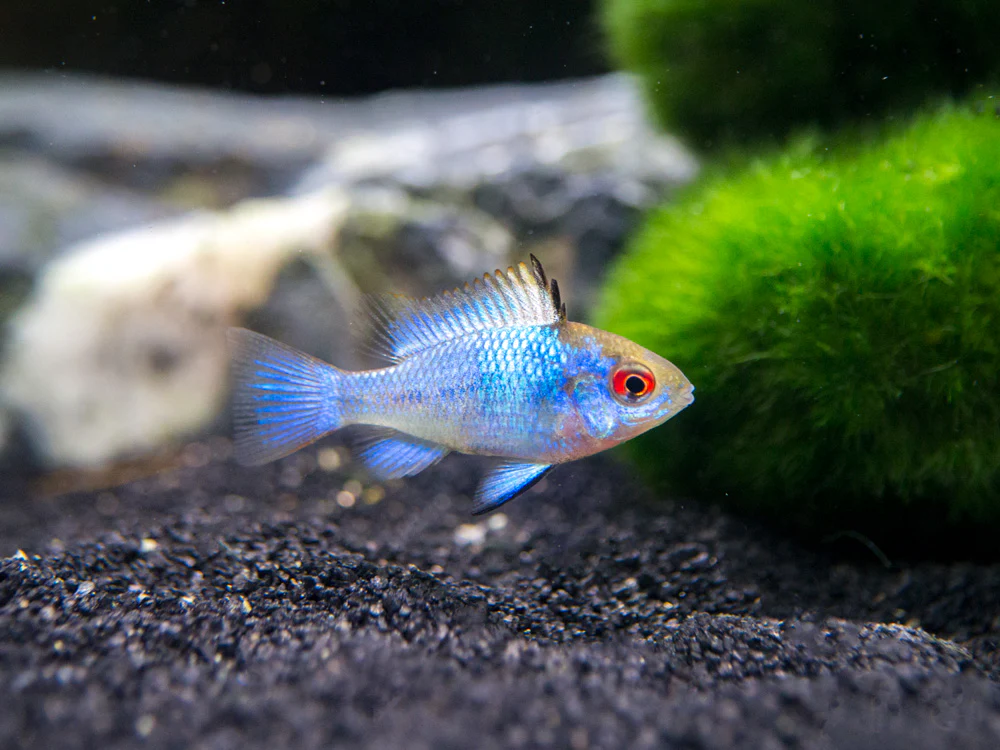 Electric Blue Ram Dwarf Cichlid (Mikrogeophagus ramirezi 