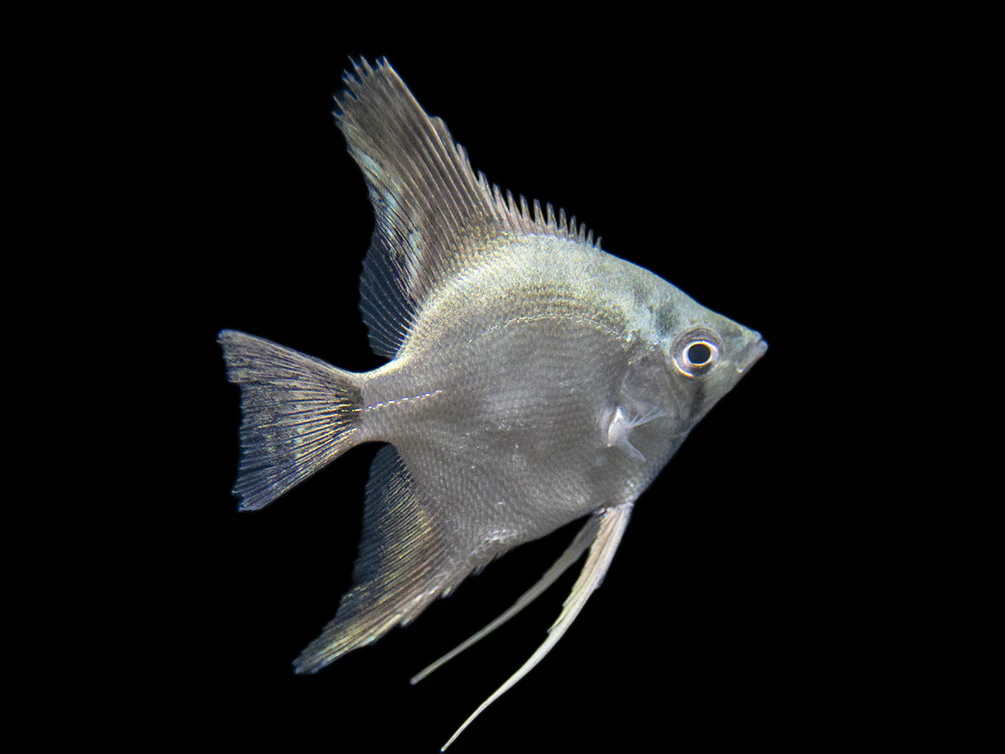Belem Sky Blue Angelfish (Pterophyllum scalare) - Tank-Bred - Nestor' Aquariums & Pets