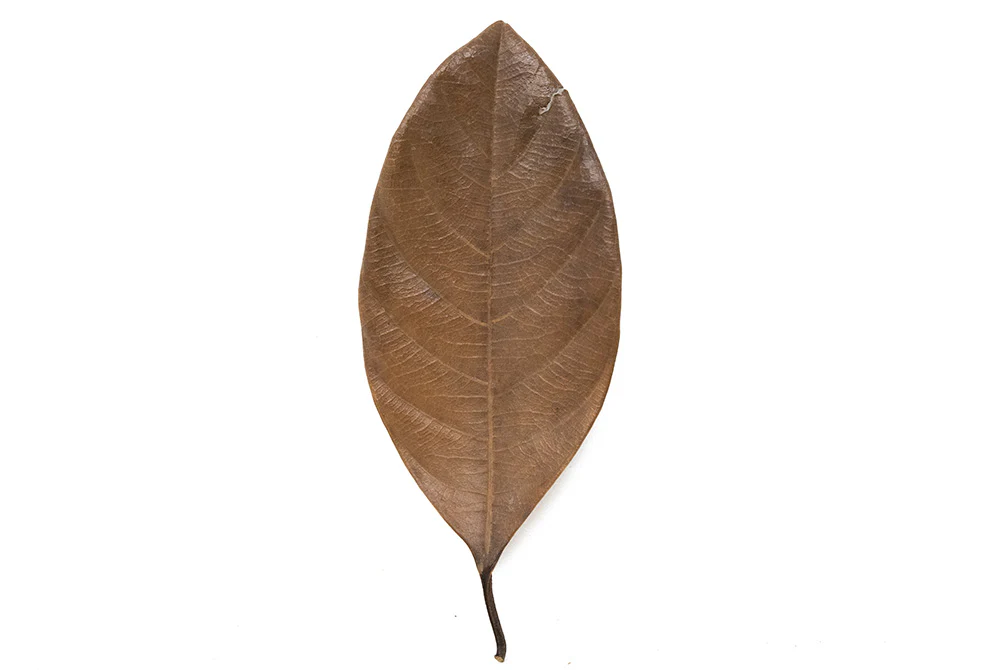 Jackfruit Leaves - Nestor' Aquariums & Pets