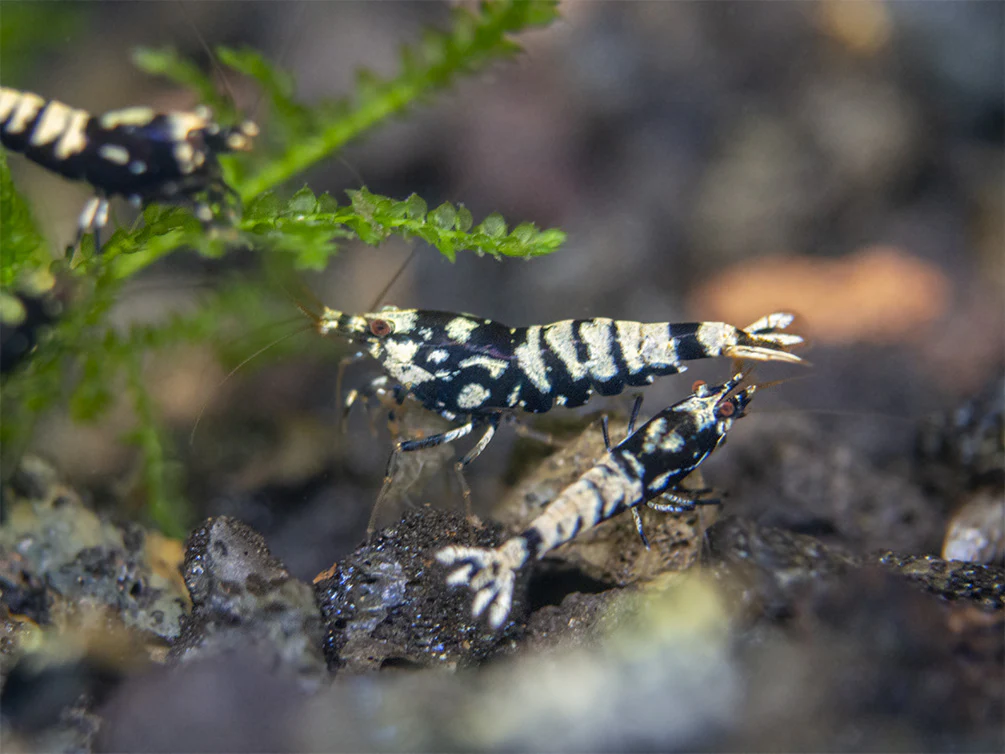 Black Galaxy Pinto Shrimp (Caridina cantonensis, A Grade), Tank-Bred - Nestor' Aquariums & Pets