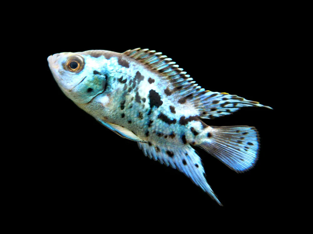 Electric Blue AKA Powder Blue Jack Dempsey Cichlid (Rocio octofasciata 