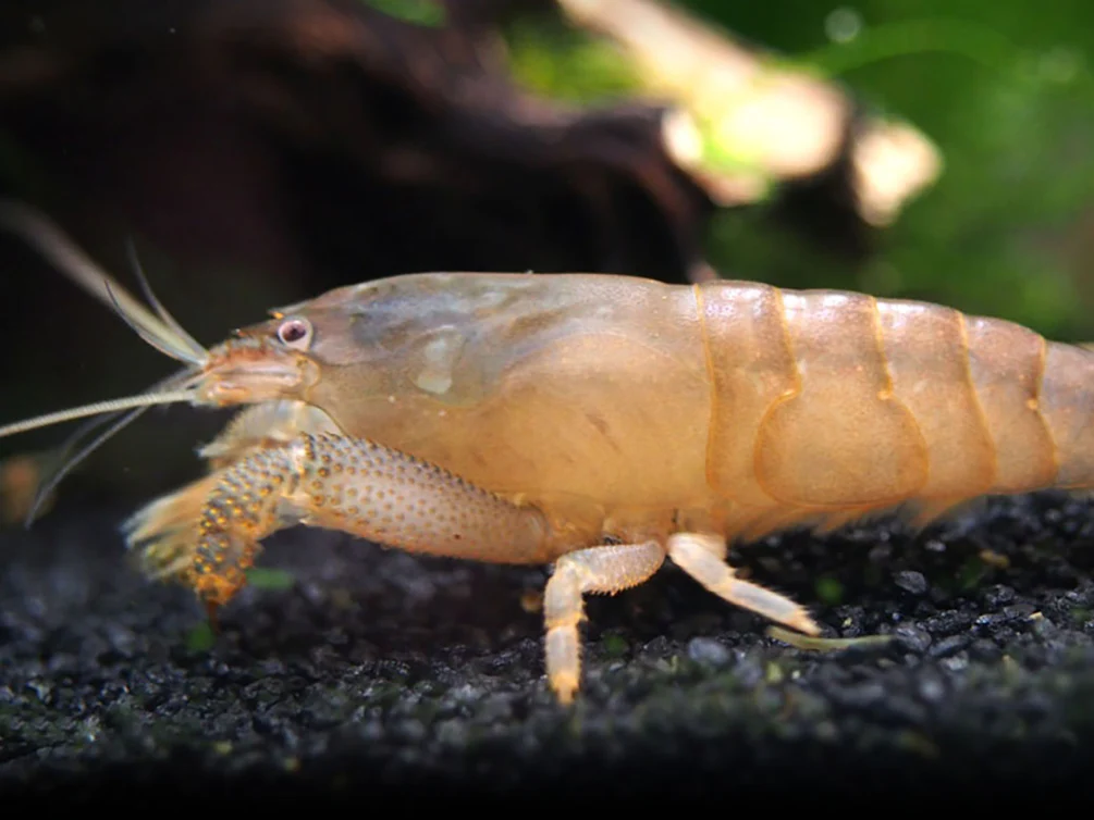 Vampire AKA Viper Shrimp (Atya gabonensis) - Nestor' Aquariums & Pets