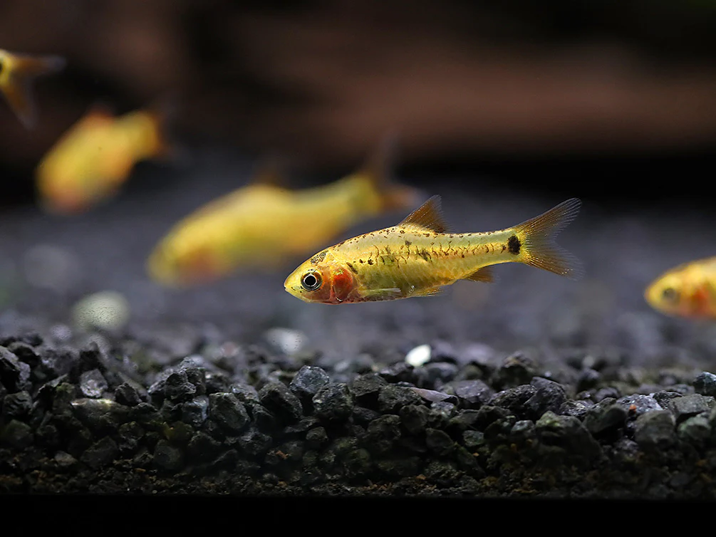 Gold Barb (Puntius semifasciolatus) – Tank Bred - Nestor' Aquariums & Pets