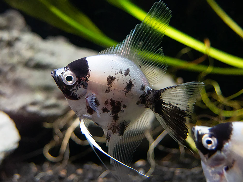 Panda Angelfish (Pterophyllum scalare - variant), USA Bred - Nestor' Aquariums & Pets