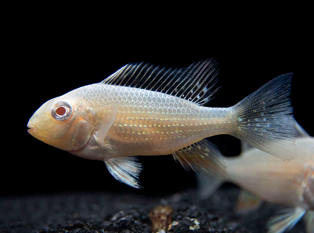 Albino Threadfin Acara Cichlid (Acarichthys heckelii), Tank-Bred! - Nestor' Aquariums & Pets