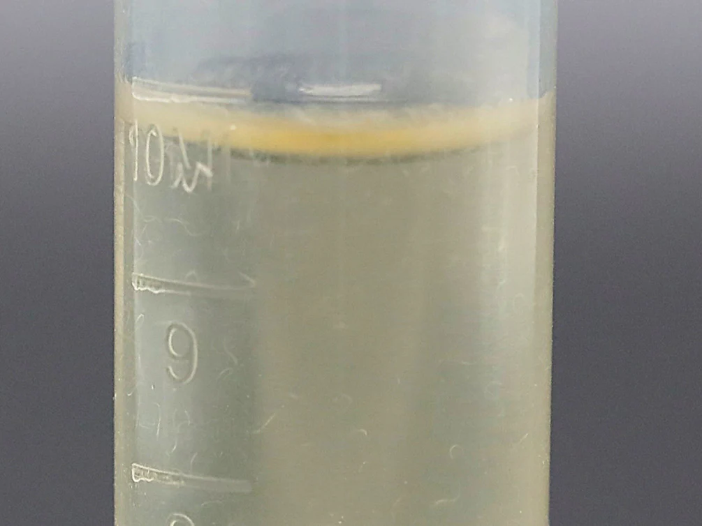 Vinegar Eels Starter Culture – Live Food - Nestor' Aquariums & Pets