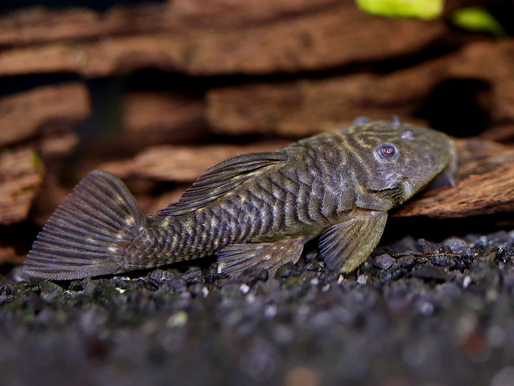 L056 Chubby Pleco L056 (Pseudorinelepis genibarbis) - Nestor' Aquariums & Pets