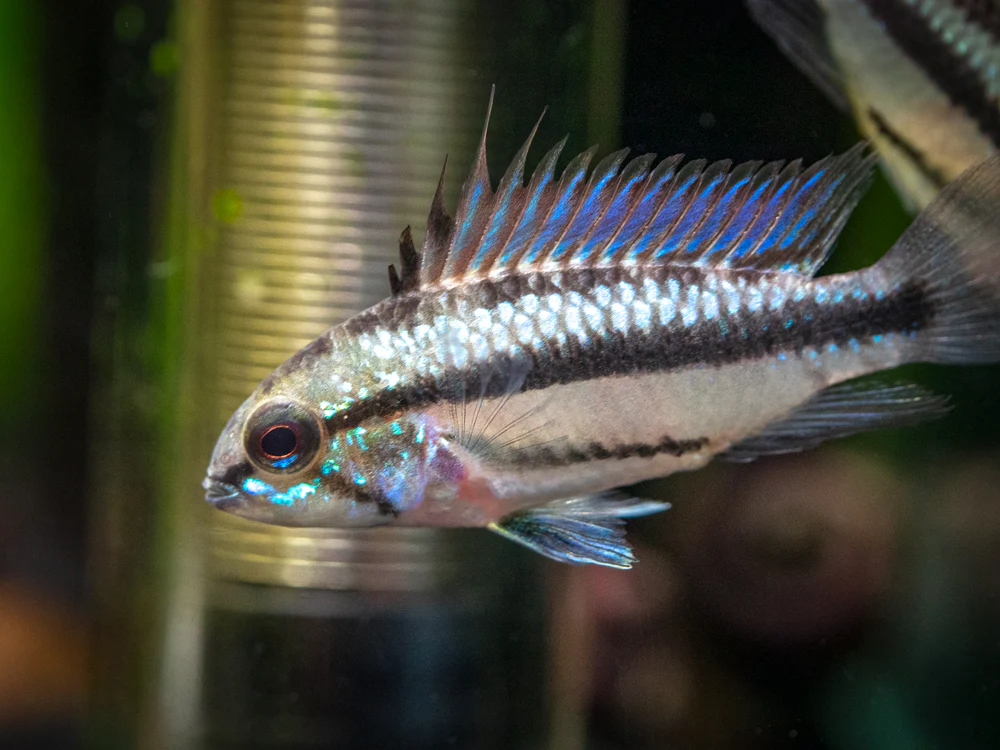 Redfin Three-Striped Dwarf Cichlid (Apistogramma trifasciata) - TANK-BRED!!! - Nestor' Aquariums & Pets