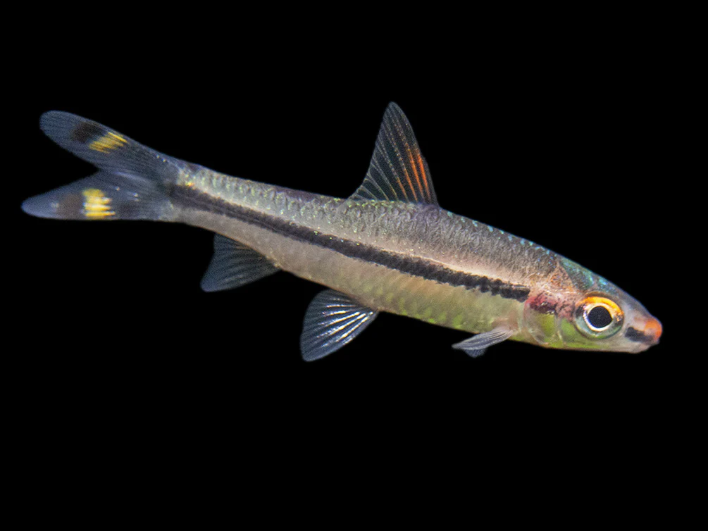 Denison’s Barb (Sahyadria denisonii), Tank-Bred - Nestor' Aquariums & Pets