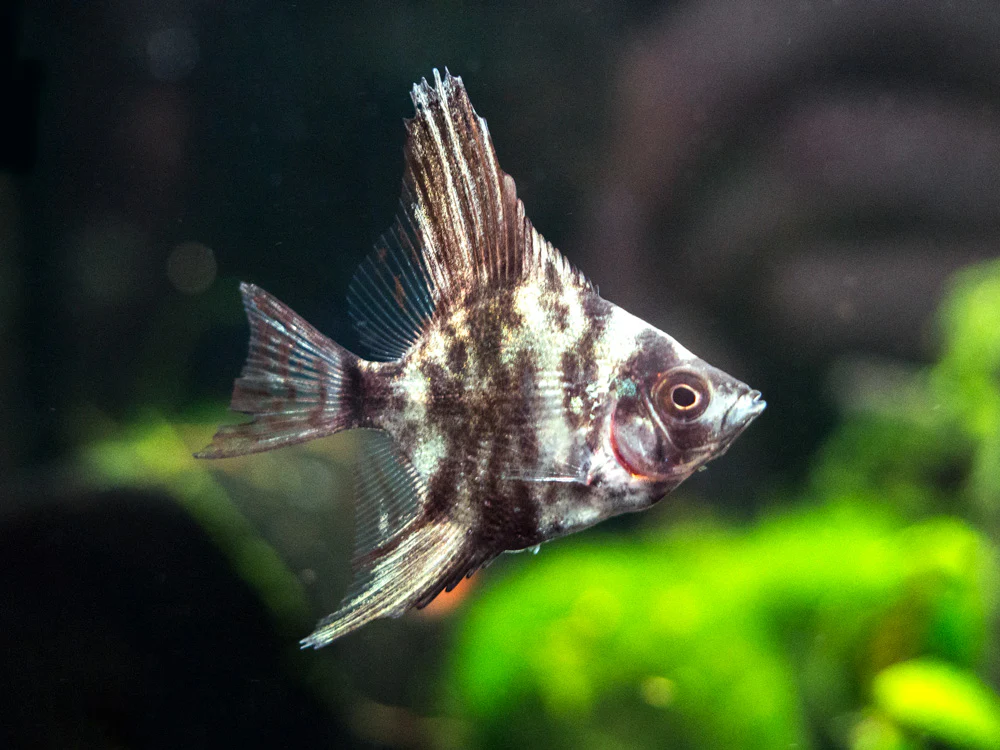 Assorted Angelfish (Pterophyllum scalare) - Tank-Bred! - Nestor' Aquariums & Pets