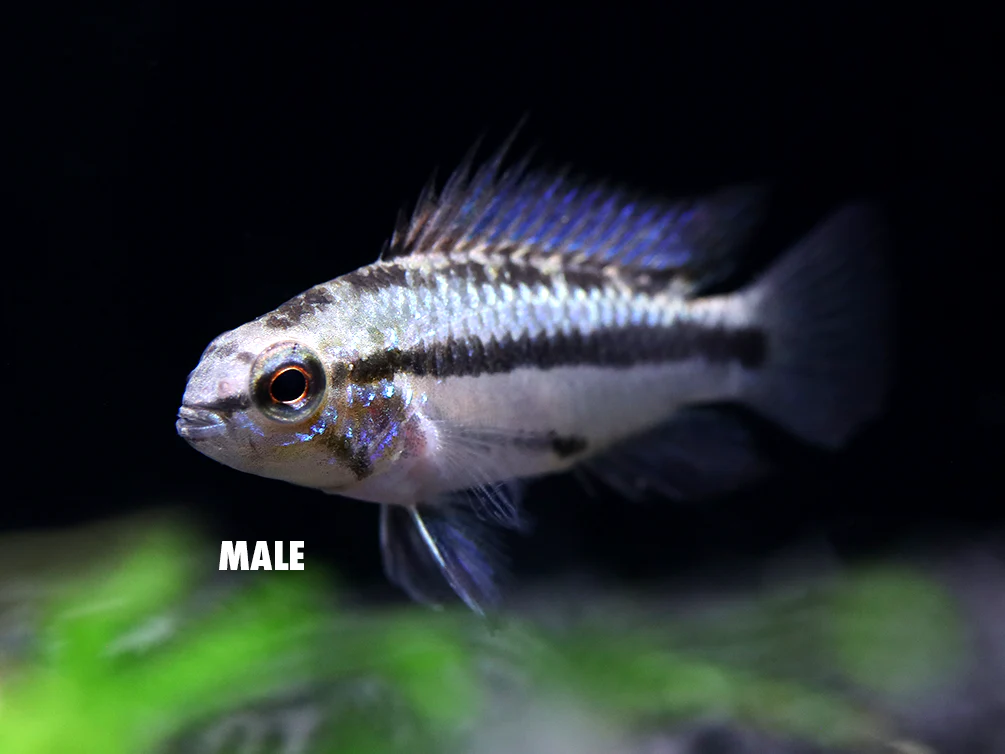 Redfin Three-Striped Dwarf Cichlid (Apistogramma trifasciata) - TANK-BRED!!! - Nestor' Aquariums & Pets