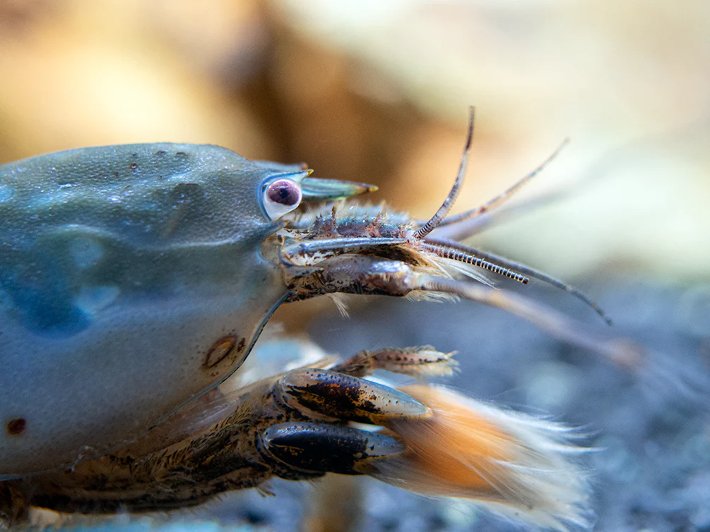Vampire AKA Viper Shrimp (Atya gabonensis) - Nestor' Aquariums & Pets