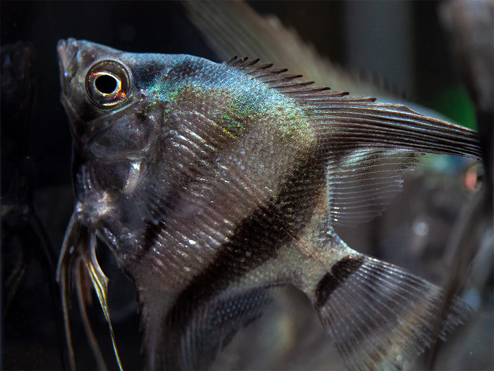 Blue Diamond Angelfish (Pterophyllum scalare) - Tank-Bred! - Nestor' Aquariums & Pets