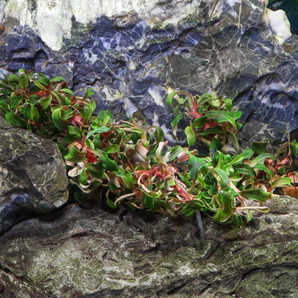 Bucephalandra Kedagang Tissue Culture - Nestor' Aquariums & Pets