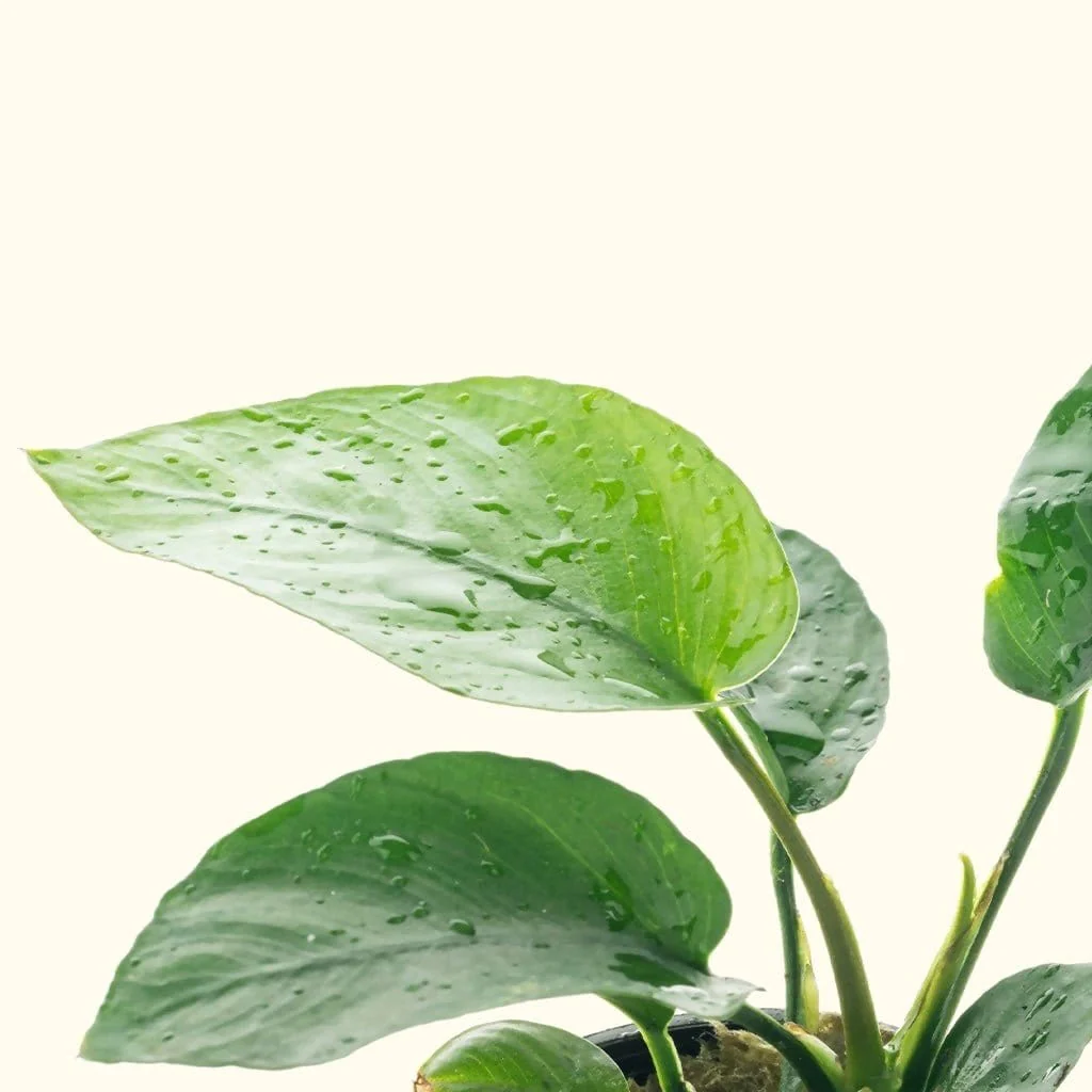 Anubias Barteri - Nestor' Aquariums & Pets
