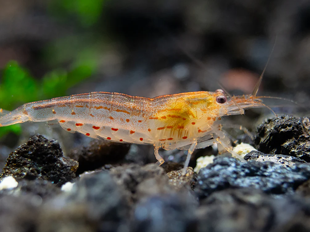 Amano Shrimp Combo Box - Nestor' Aquariums & Pets