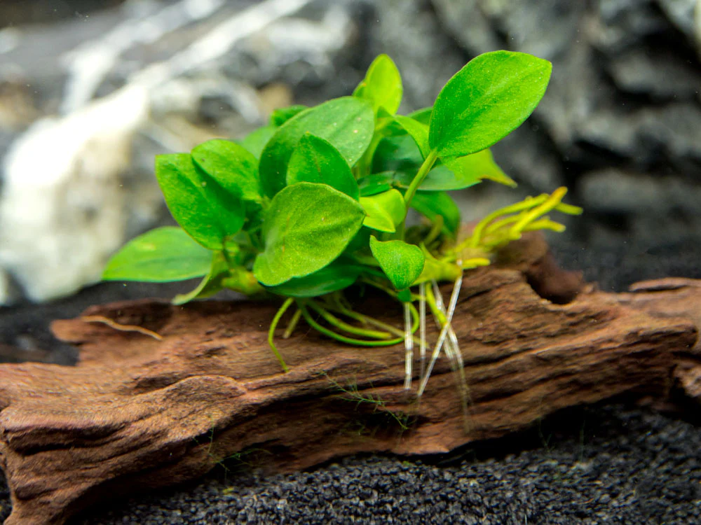 Petite Anubias Nana (Anubias barteri var. “Petite Nana”) on 2+ inch Driftwood - Nestor' Aquariums & Pets