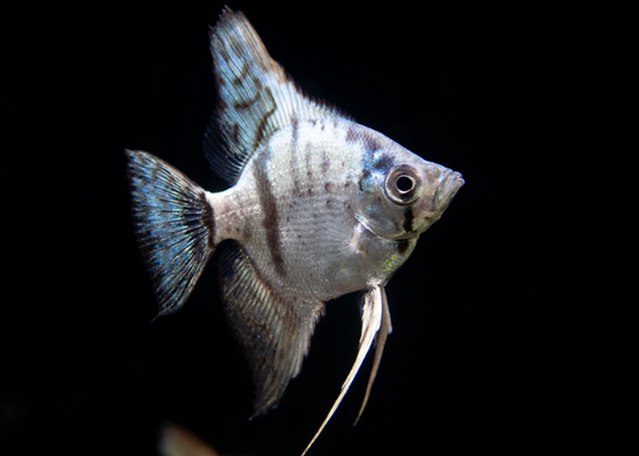 Avatar Turkey Green Angelfish (Pterophyllum scalare 