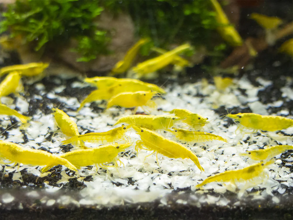 Golden Back Yellow Shrimp Breeder Combo Box - Nestor' Aquariums & Pets