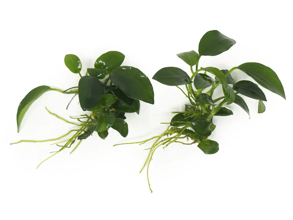 Petite Anubias Nana (Anubias barteri var. “Petite Nana”), Bare Root - Nestor' Aquariums & Pets