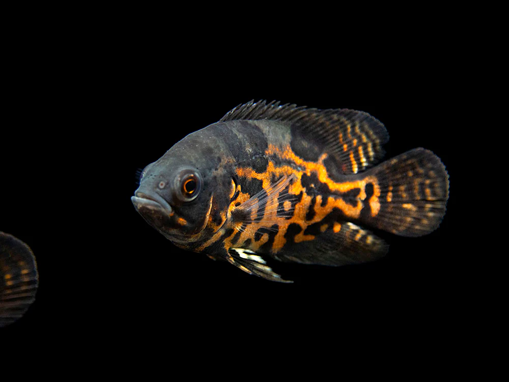 Tiger Oscar (Astronotus ocellatus), Tank-Bred - Nestor' Aquariums & Pets