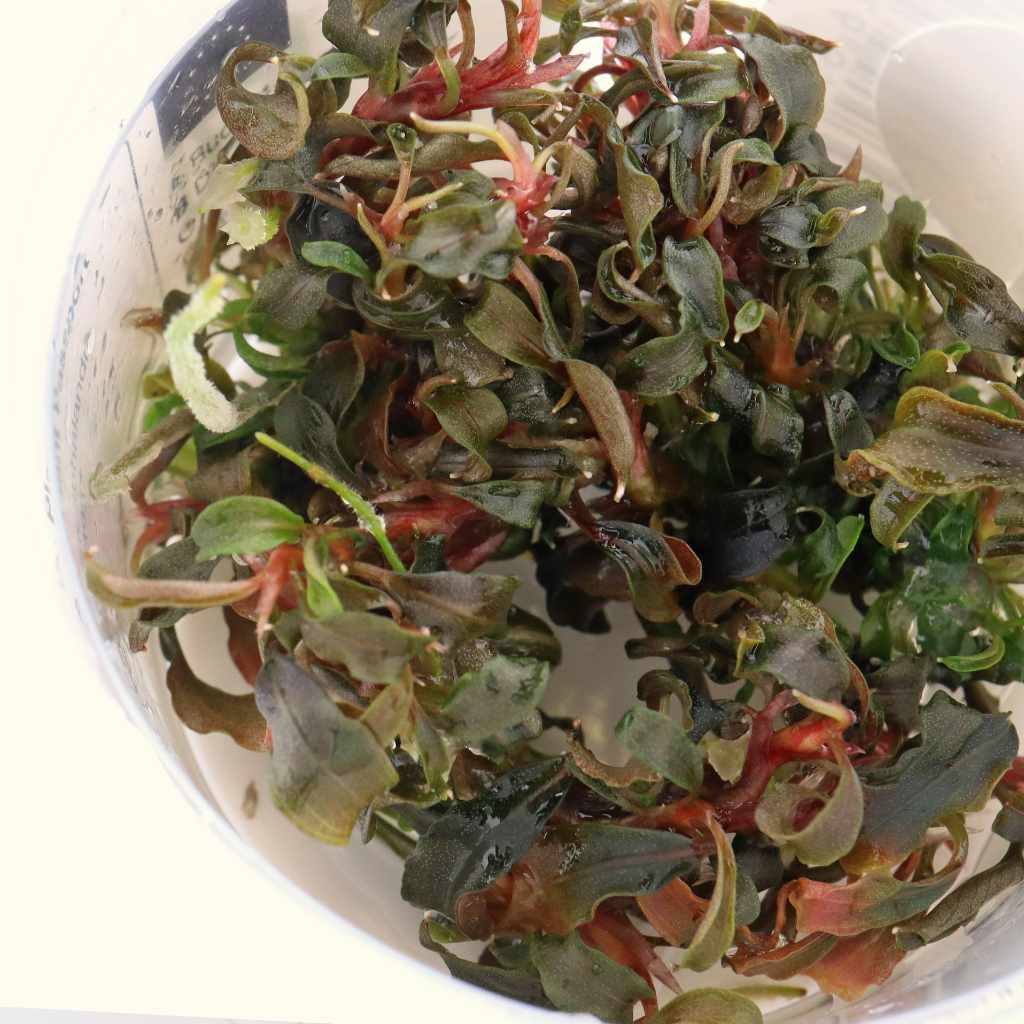 Bucephalandra Kedagang Tissue Culture - Nestor' Aquariums & Pets