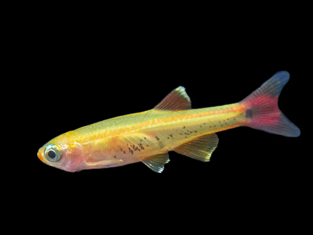 Gold White Cloud Mountain Minnow (Tanichthys albonubes 