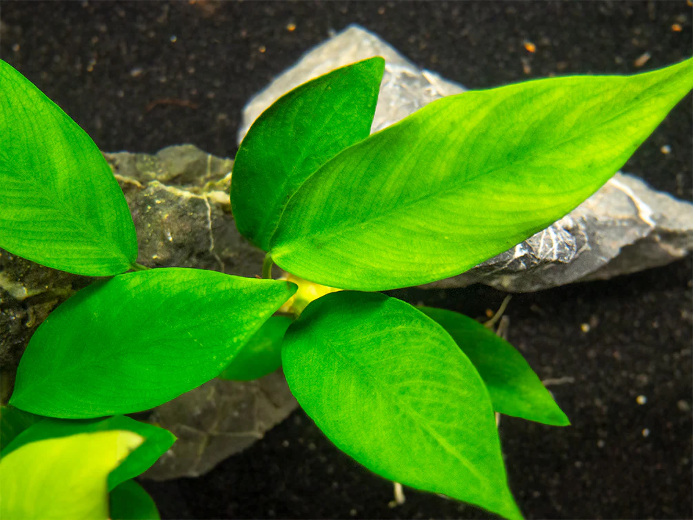 Anubias Nancon (Anubias barteri 