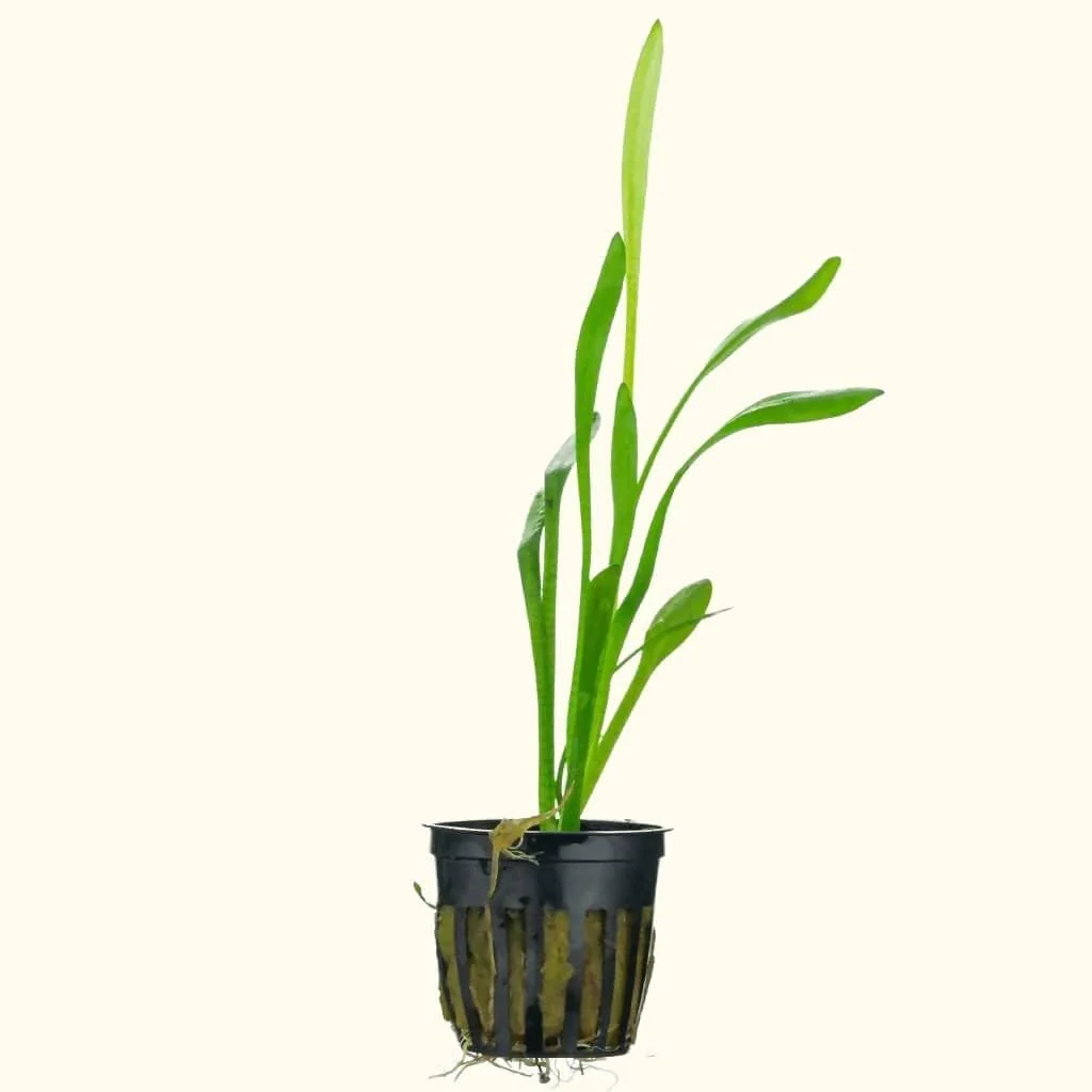 Dwarf Sagittaria - Nestor' Aquariums & Pets