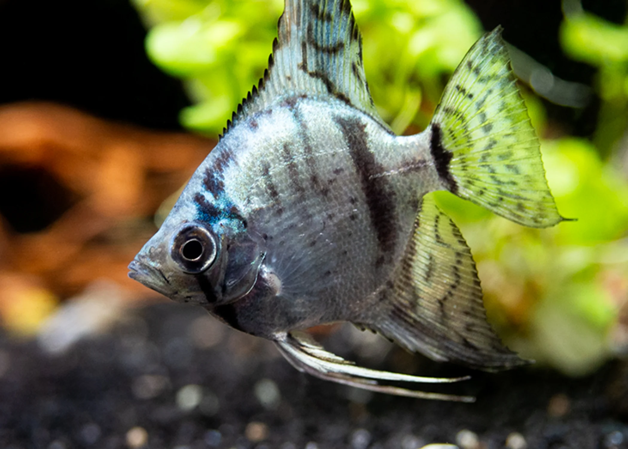 Avatar Turkey Green Angelfish (Pterophyllum scalare 