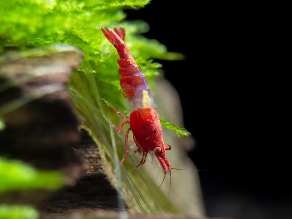Red Rili Shrimp Breeder Combo Box - Nestor' Aquariums & Pets