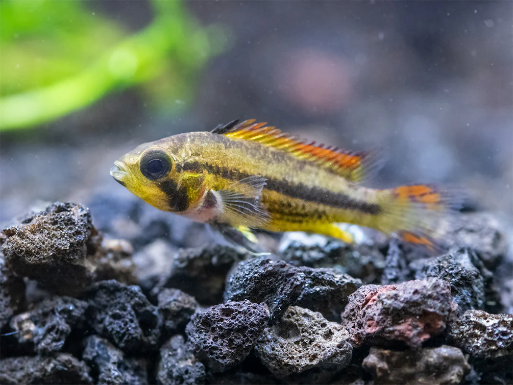 Cockatoo Dwarf Cichlid (Apistogramma cacatuoides) - Nestor' Aquariums & Pets
