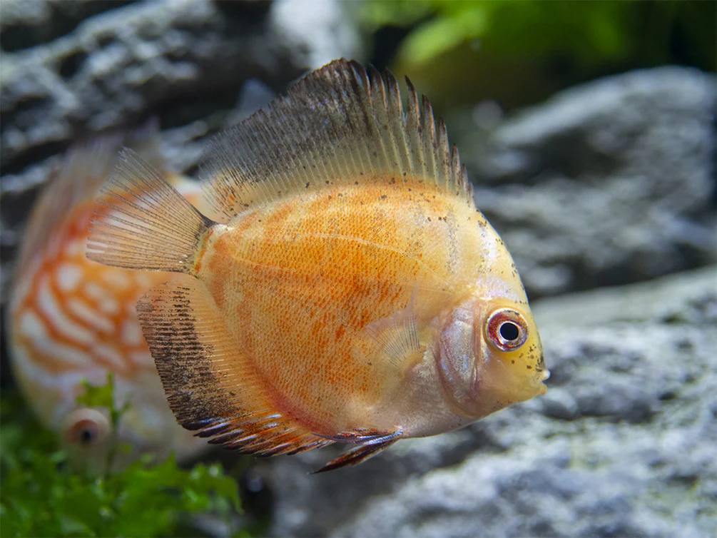 Dealer's Choice Discus (Symphysodon aequifasciatus), Tank-Bred - Nestor' Aquariums & Pets