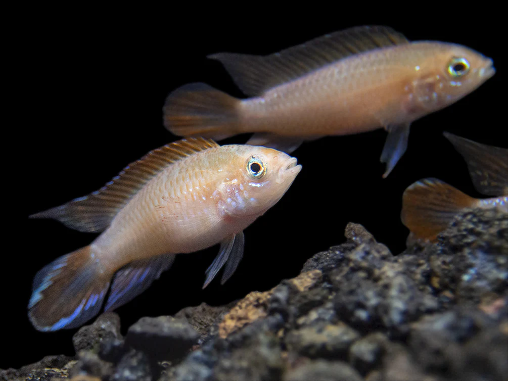 Gold Fire Red Agassizi's Dwarf Cichlid (Apistogramma cf. agassizii), Tank-Bred - Nestor' Aquariums & Pets