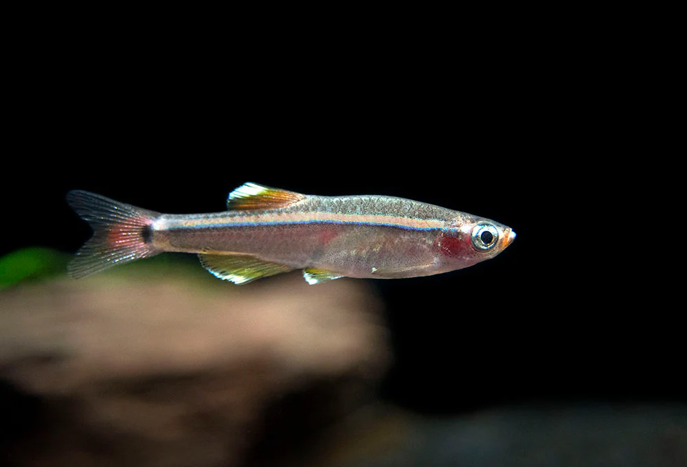 White Cloud Mountain Minnow (Tanichthys albonubes), Tank-Bred - Nestor' Aquariums & Pets