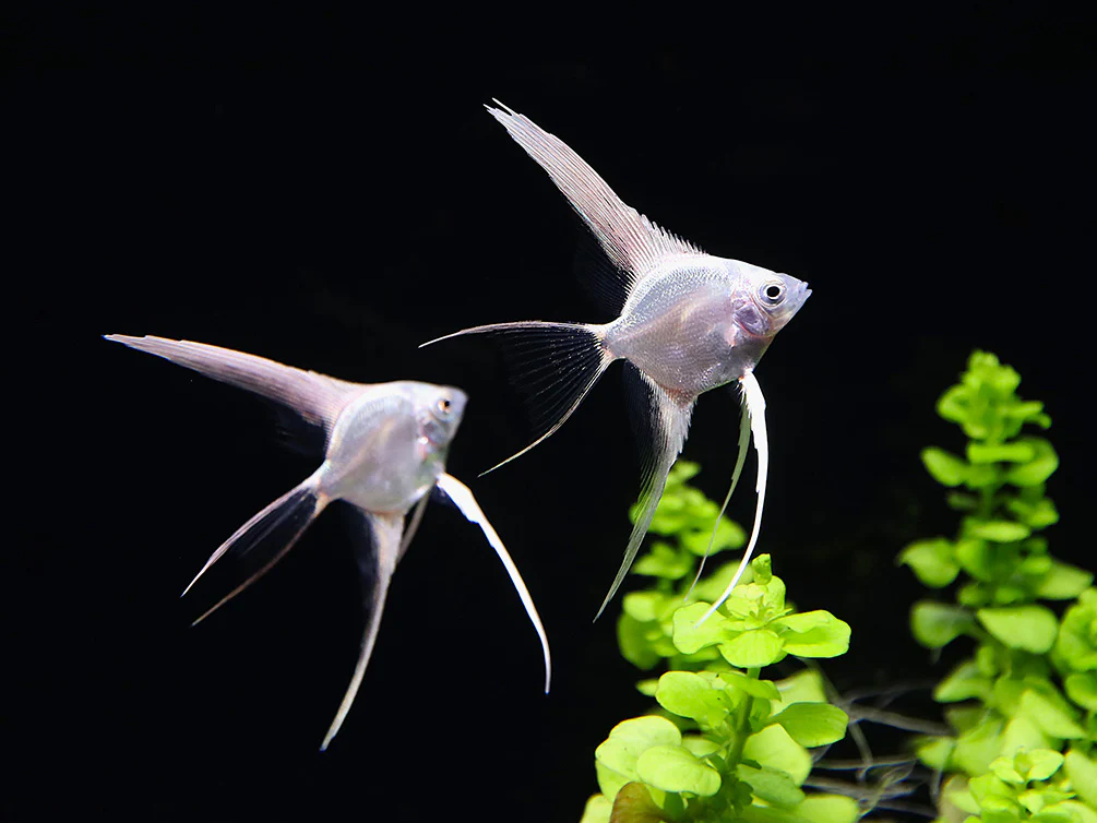 Platinum Veiltail Angelfish (Pterophyllum scalare) – Tank-Bred - Nestor' Aquariums & Pets