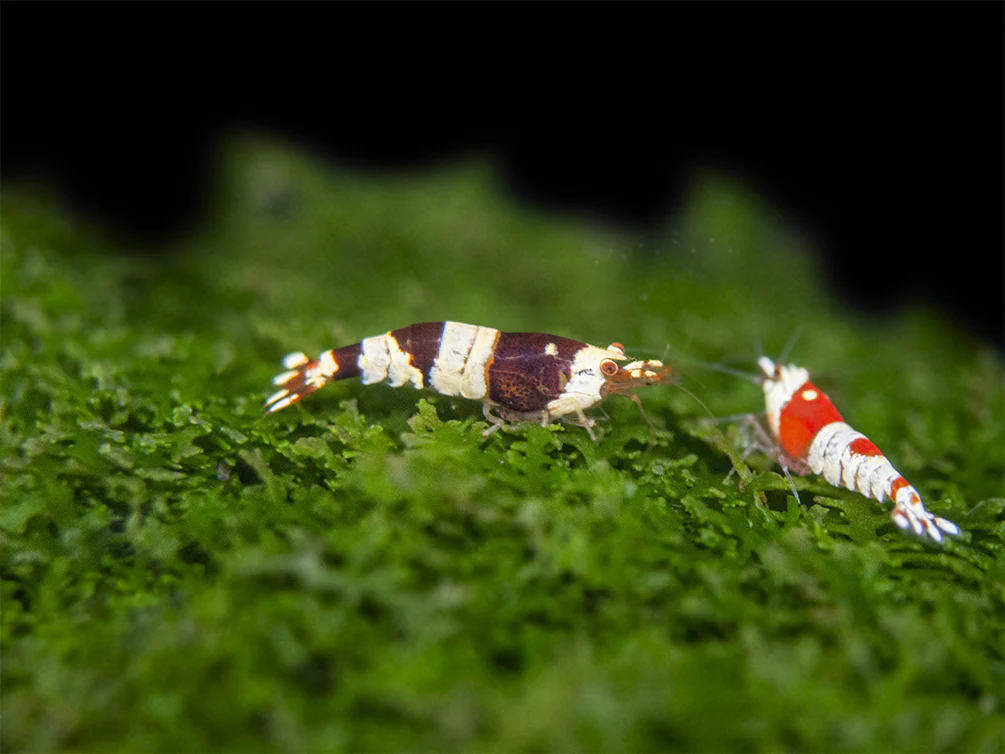 Crystal Shrimp Combo Pack, Tank-Bred - Nestor' Aquariums & Pets