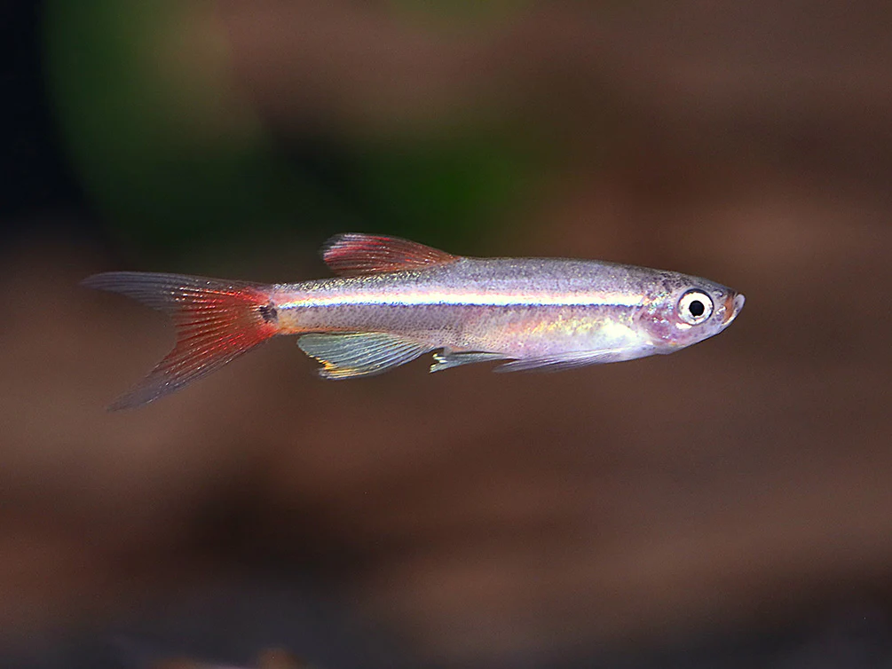 Longfin White Cloud Mountain Minnow (Tanichthys albonubes) – Tank Bred - Nestor' Aquariums & Pets