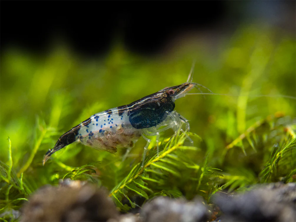 Carbon Rili Shrimp Breeder Combo Box - Nestor' Aquariums & Pets