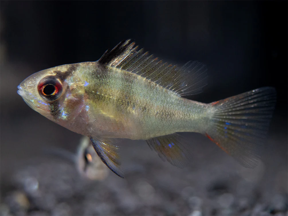 German Blue Ram Dwarf Cichlid (Mikrogeophagus ramirezi) - Tank-Bred! - Nestor' Aquariums & Pets