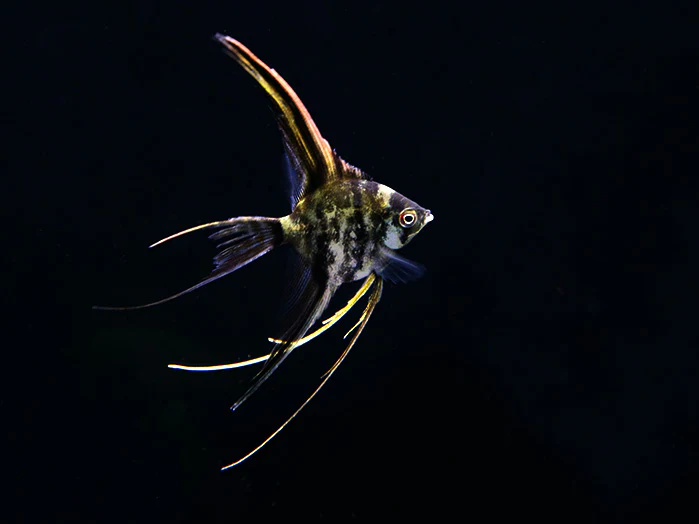 Assorted Veil Angelfish ( Pterophyllum scalare ) - Tank Bred - Nestor' Aquariums & Pets