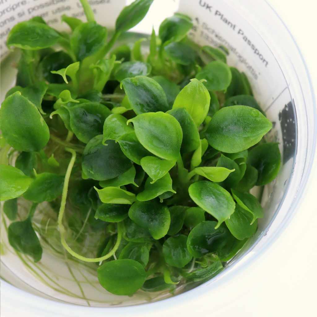 Schismatoglottis Prietoi Tissue Culture - Nestor' Aquariums & Pets