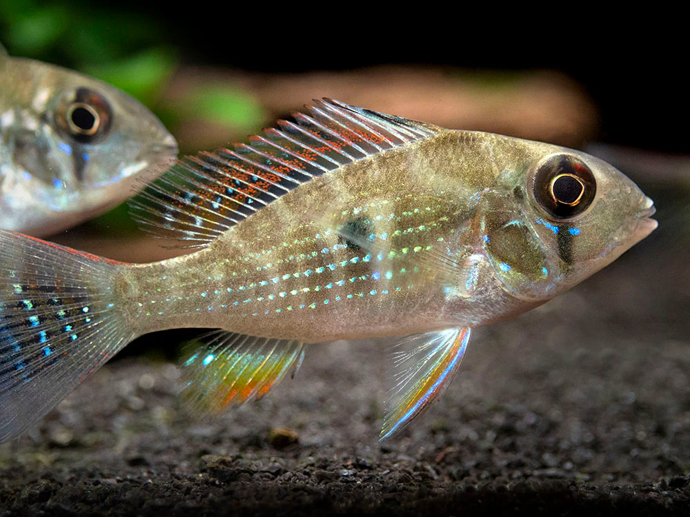 Threadfin Acara Cichlid (Acarichthys heckelii), Tank-Bred - Nestor' Aquariums & Pets