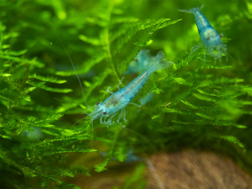 Sky Blue Velvet Shrimp Breeder Combo Box - Nestor' Aquariums & Pets