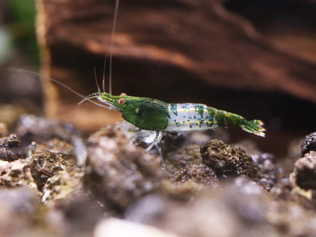 Green Rili Shrimp (Neocaridina davidi) - Tank Bred - Nestor' Aquariums & Pets