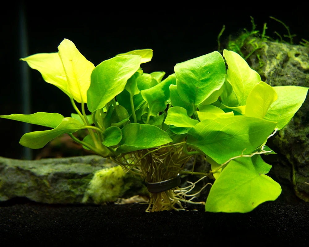 Golden Anubias Nana (Anubias barteri var. “Golden nana”), Bare Root - Nestor' Aquariums & Pets
