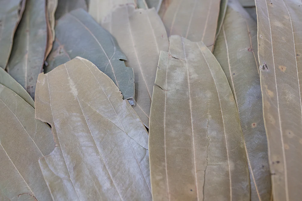 Cinnamon Leaves - Nestor' Aquariums & Pets