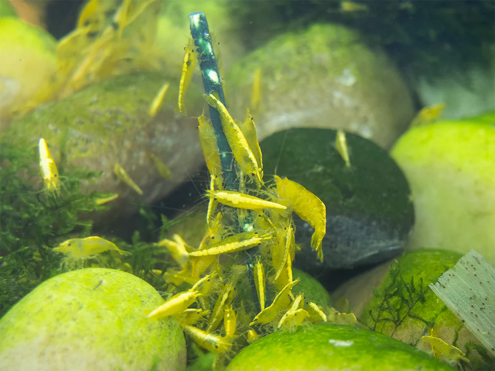 Shrimp Envy - Lil Stix 10 Pack - Nestor' Aquariums & Pets