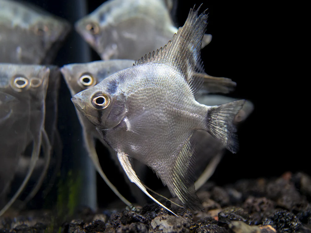 Belem Sky Blue Angelfish (Pterophyllum scalare) - Tank-Bred - Nestor' Aquariums & Pets