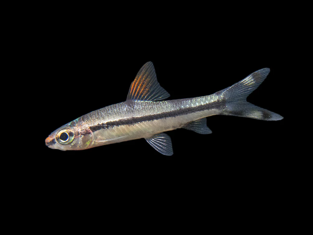 Denison’s Barb (Sahyadria denisonii), Tank-Bred - Nestor' Aquariums & Pets